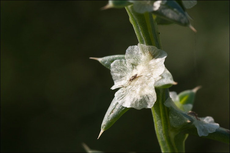 Salsola kali e Salsola soda, nelle tracce di Pan